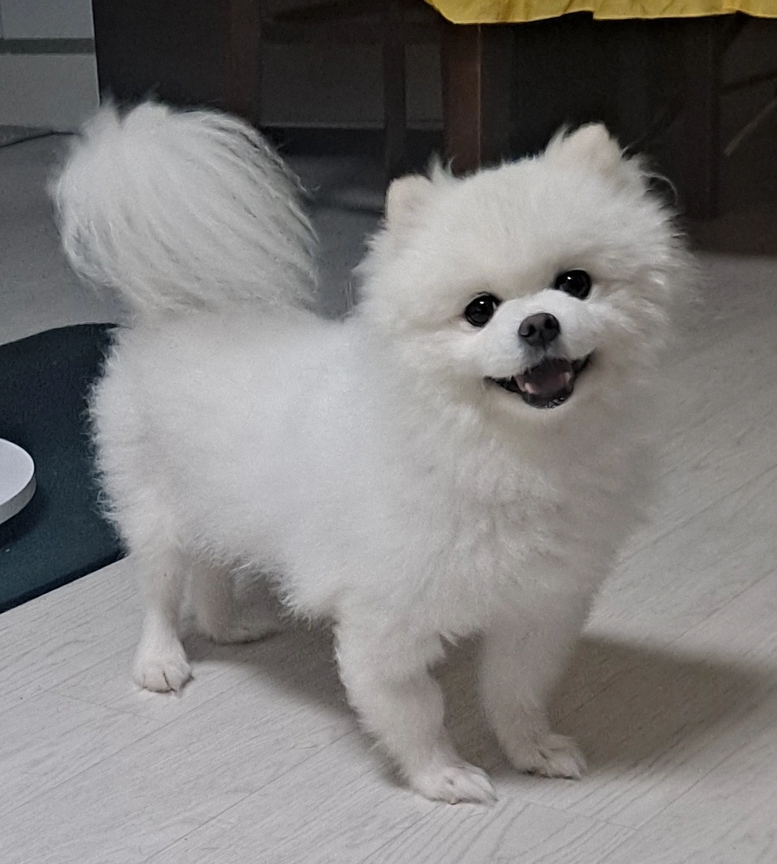 유기견 동물병원 동물보건사 채용모집