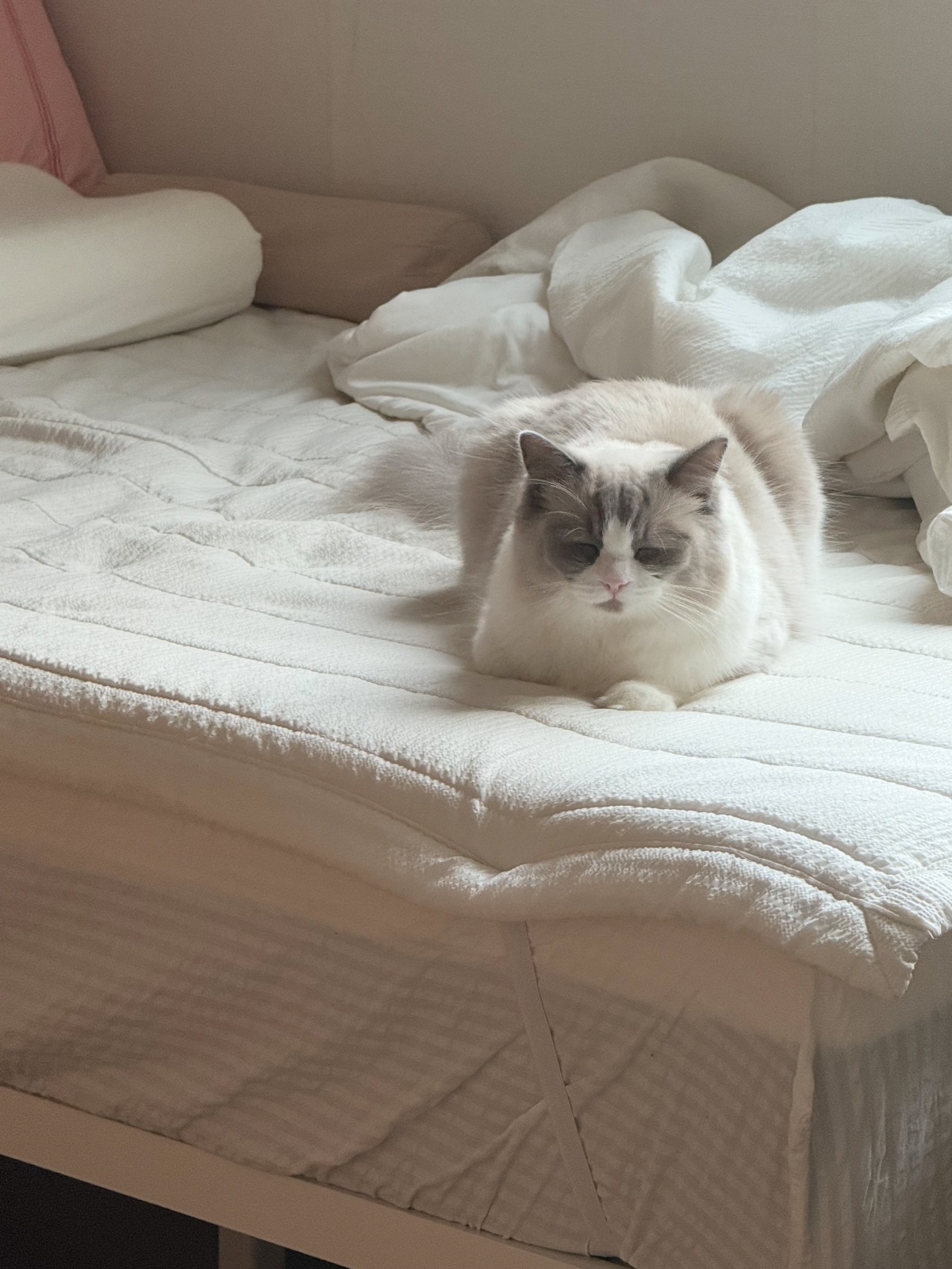 고양이 돌봄 8/24~8/26 공고 썸네일