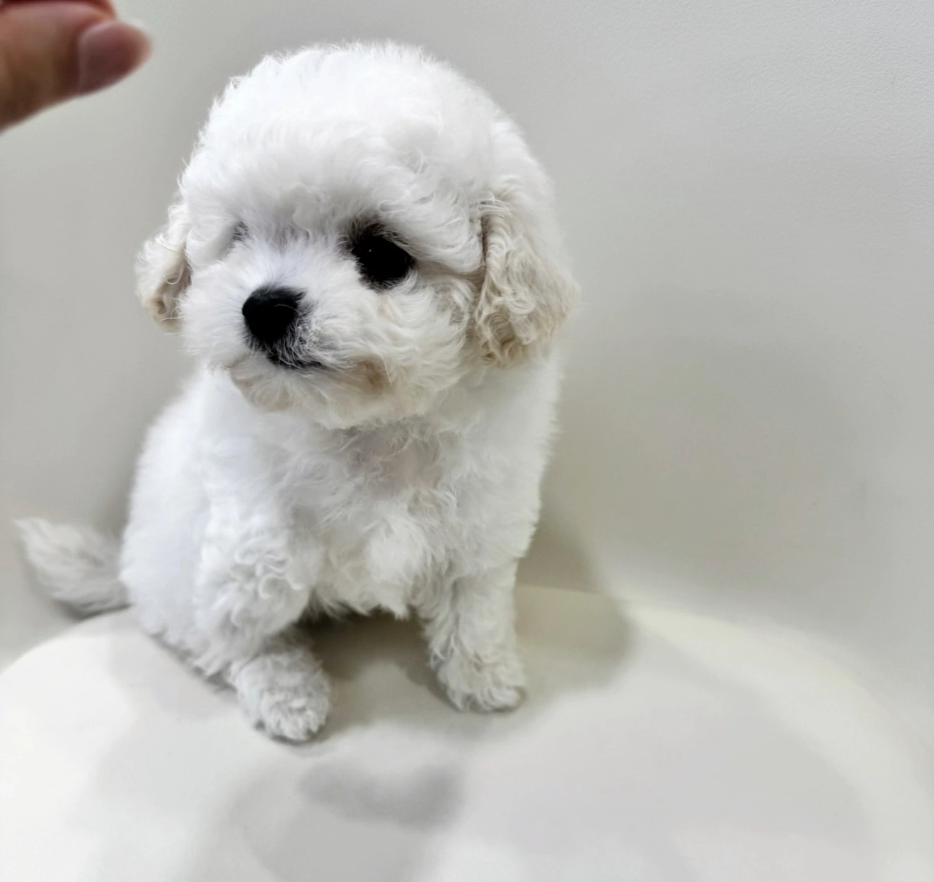 아기 강아지 한달동안 데려가셔서 교육 시켜주실분