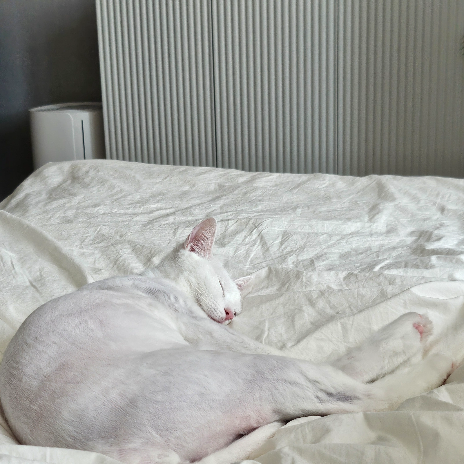 고양이 돌봄