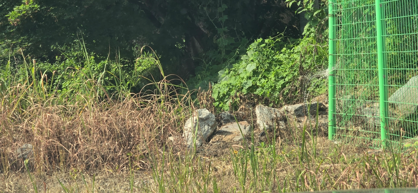 마당주변 돌정리