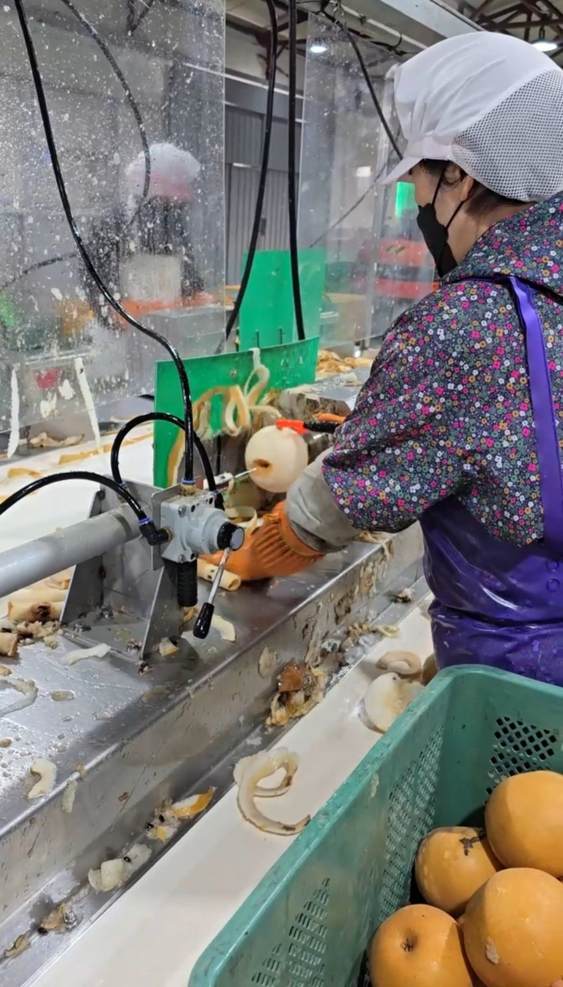 과일 배 작업 하루 3~10만원 부업모집(나이제한없음)
