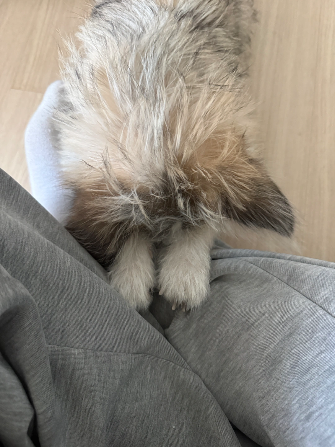 강아지 산책 알바