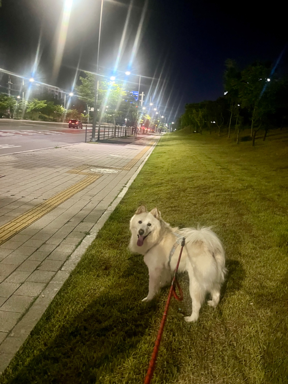 개산책 도우미 구합니다 공고 썸네일