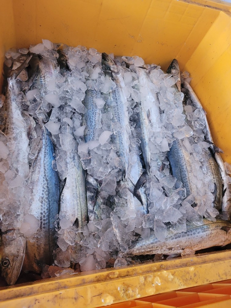 수산물 삼치 상차