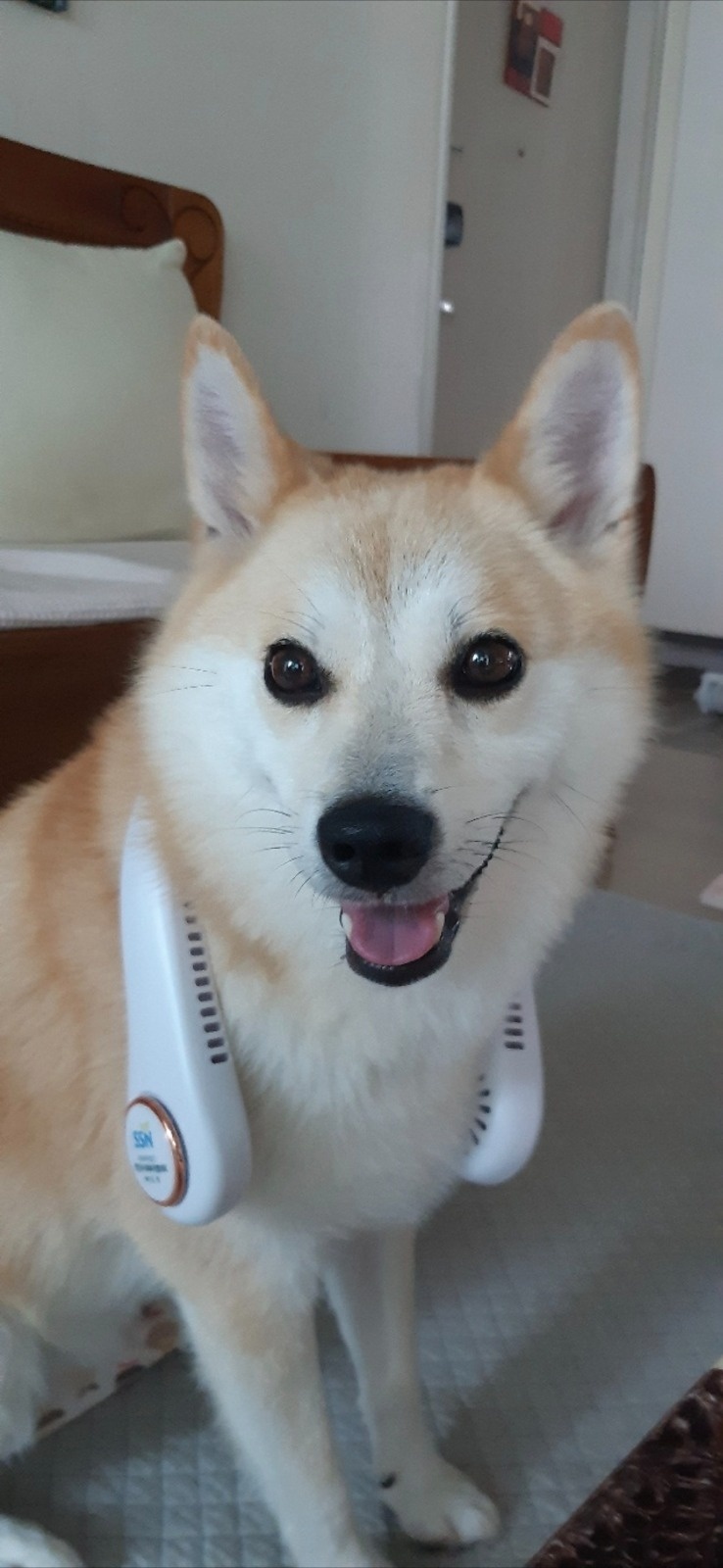 강아지 산책 도와주실분 구합니다 :) 공고 썸네일
