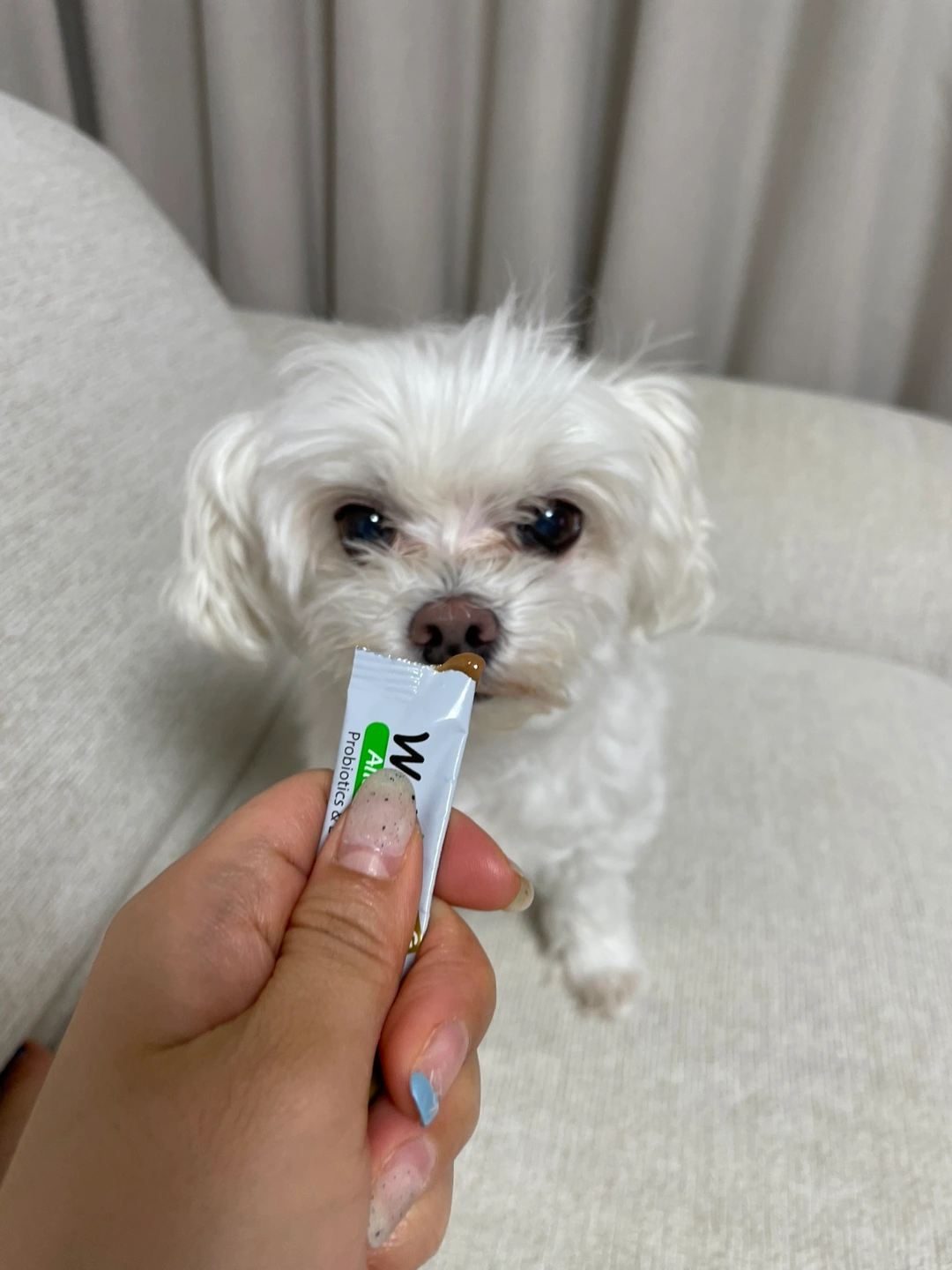 강아지 돌봄 (펫시터) 구합니다