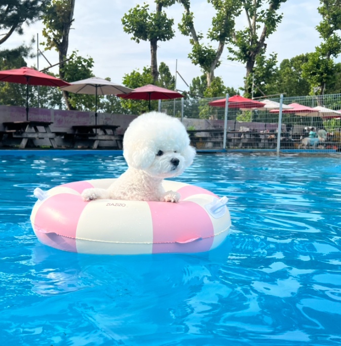 펫시터 구해요 공고 썸네일