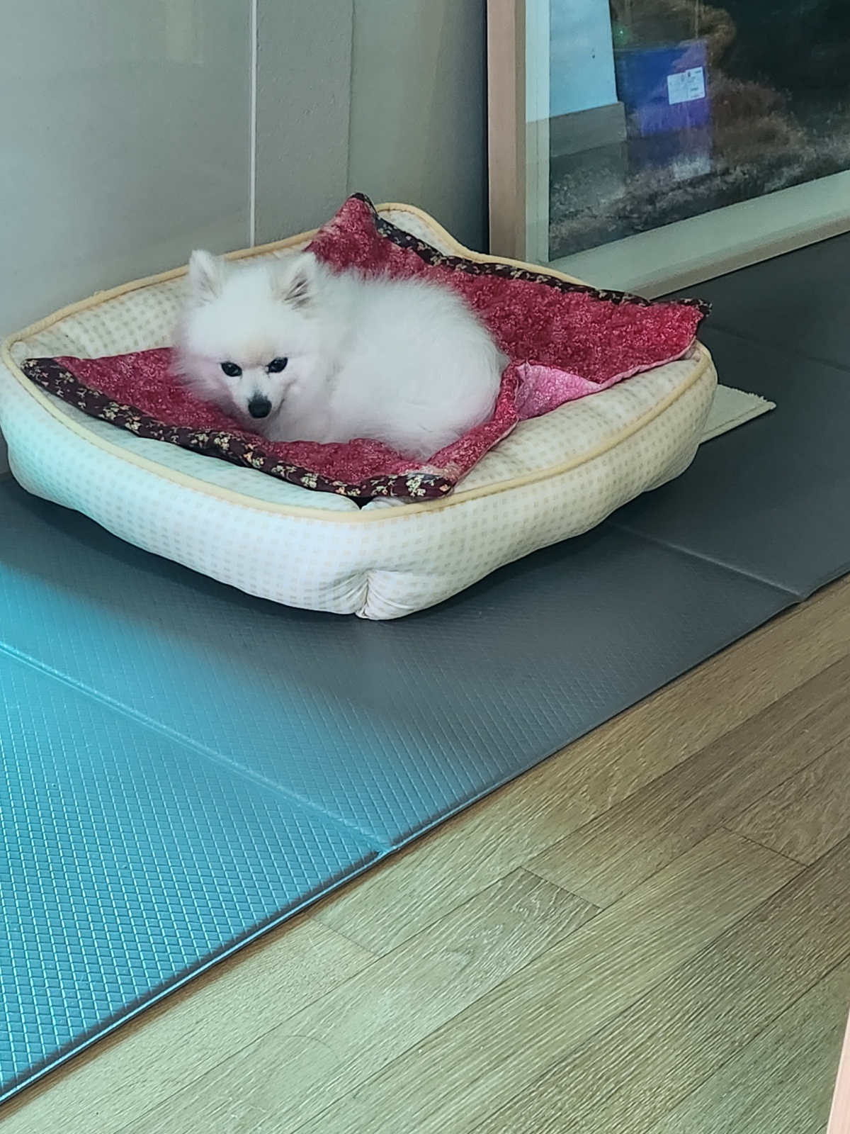 반려동물돌봄 공고 썸네일