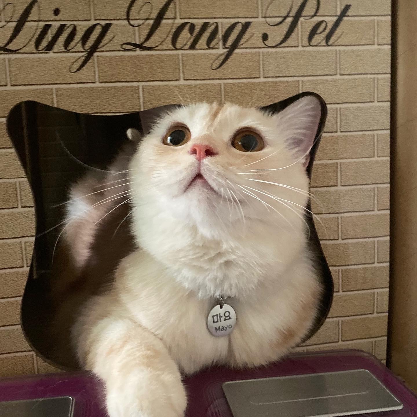 고양이 돌봐주기 공고 썸네일