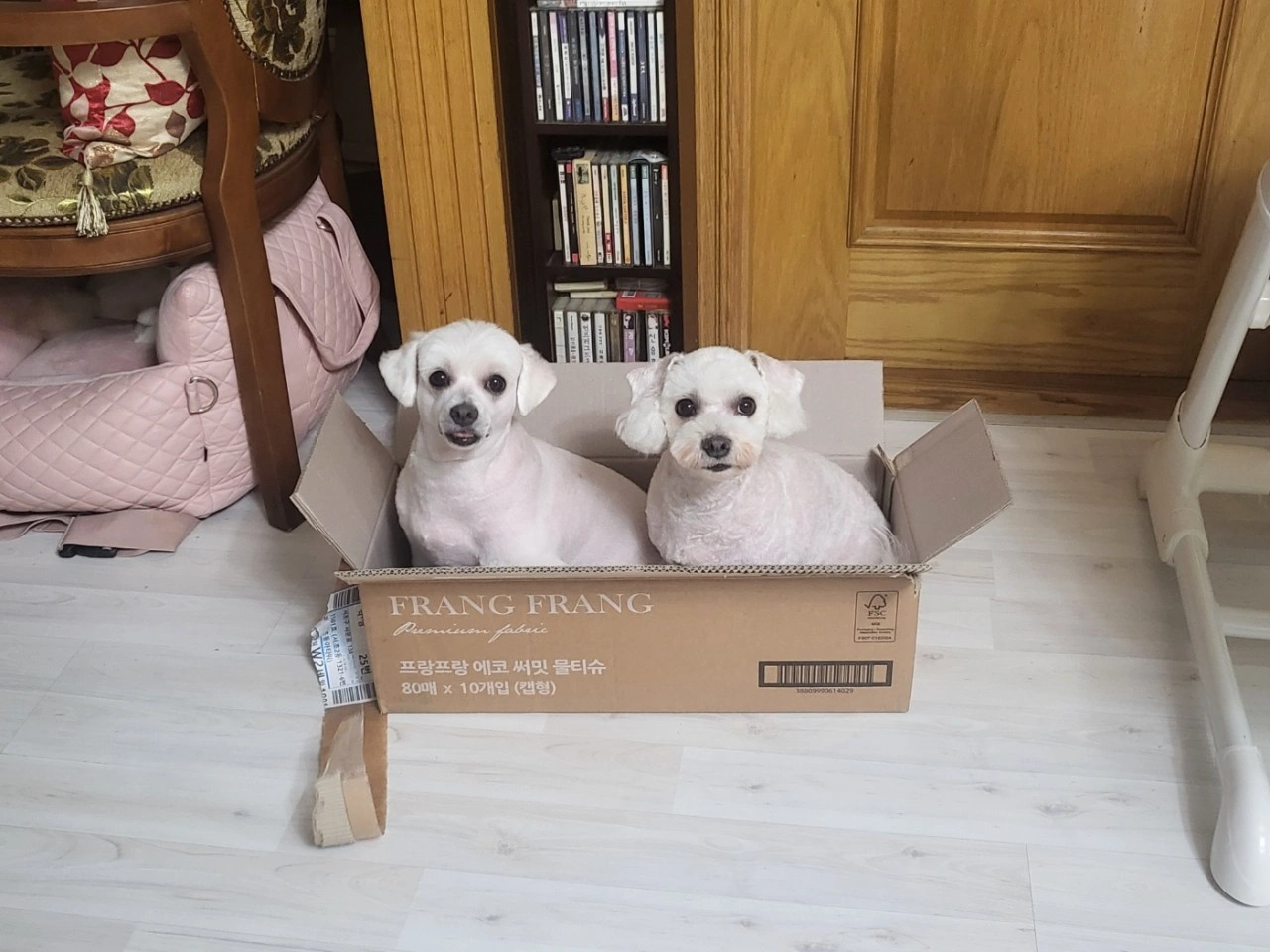 강아지 산책