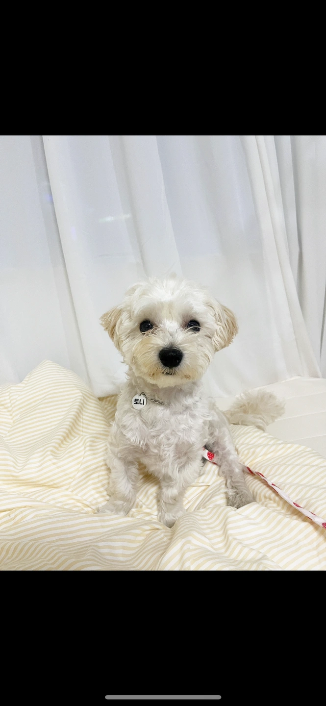 강아지 돌봄 산책 알바 구해요!