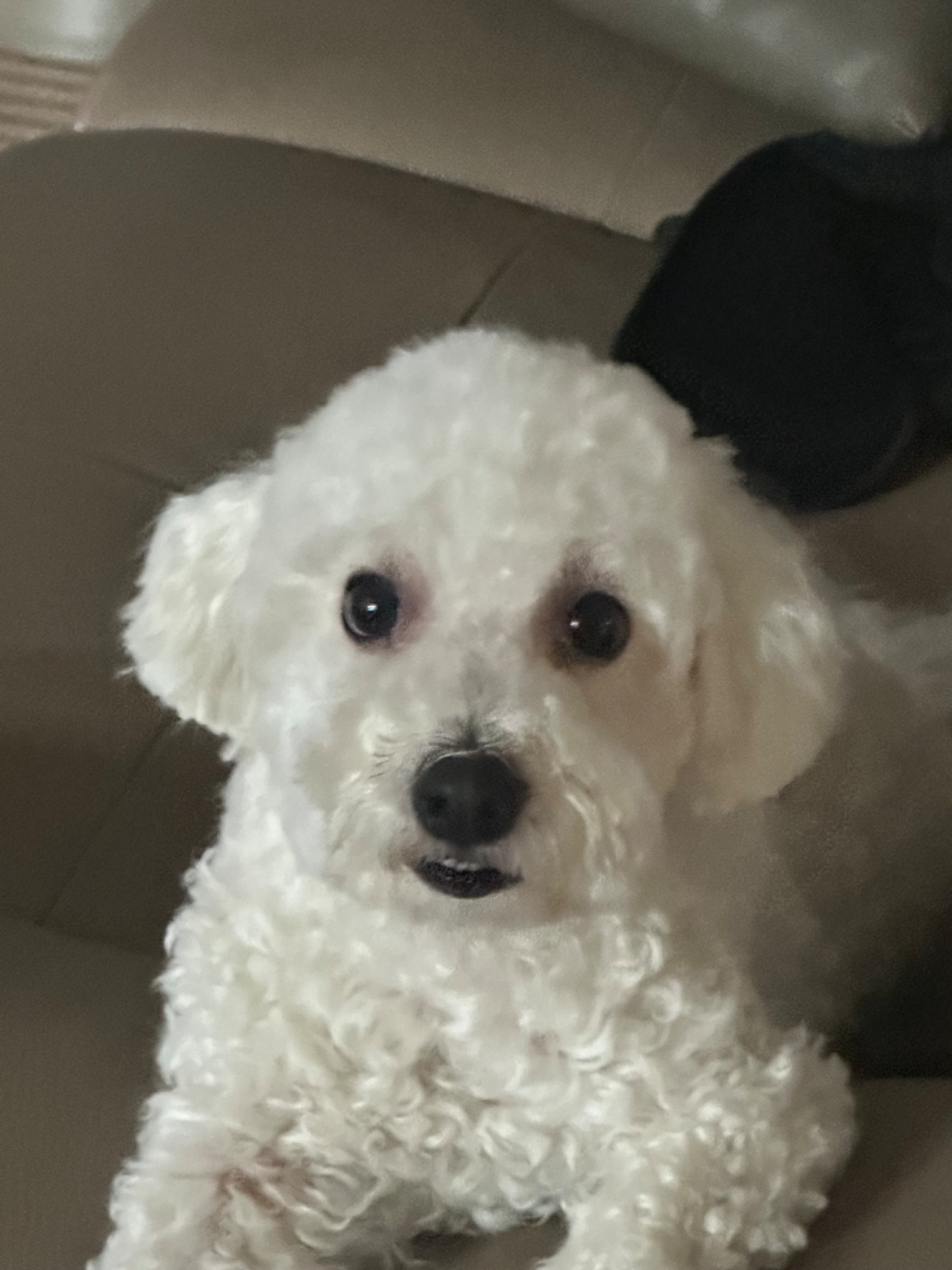 강아지돌봄8월16-8월18일 공고 썸네일
