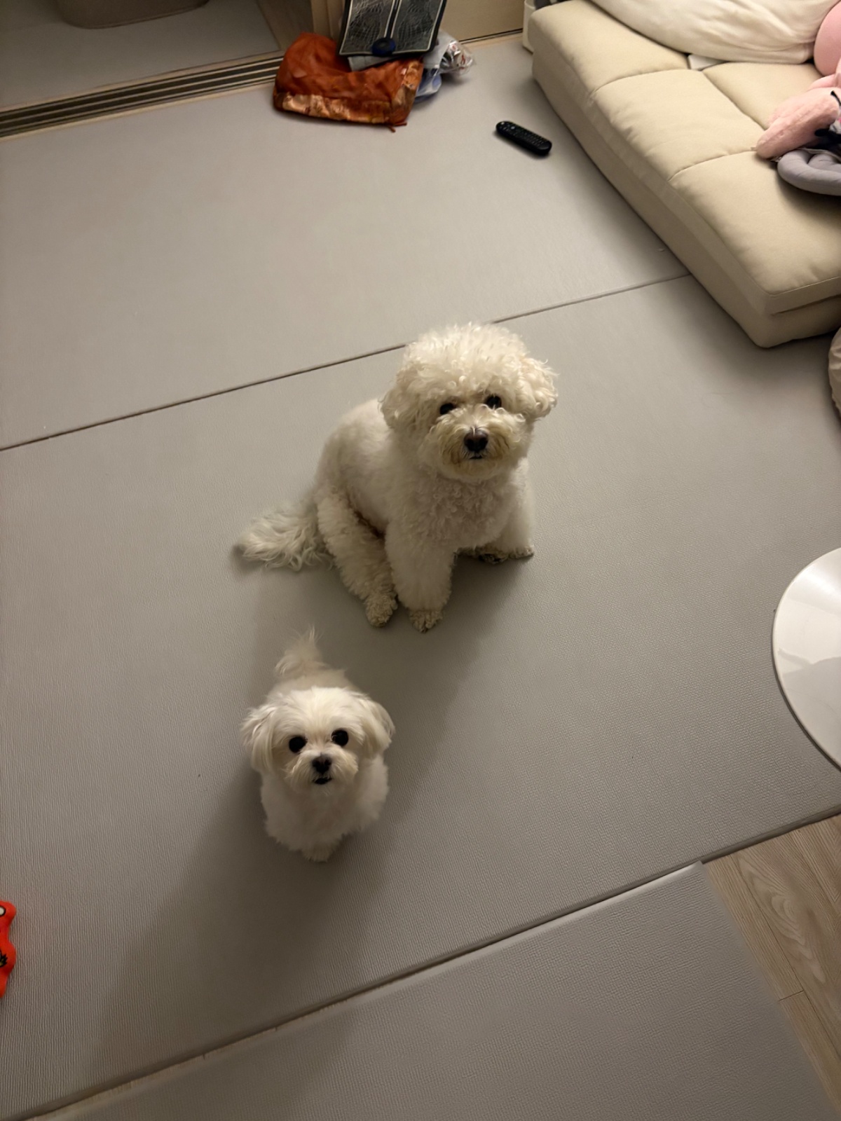 강아지 두마리 산책/밥주기 공고 썸네일