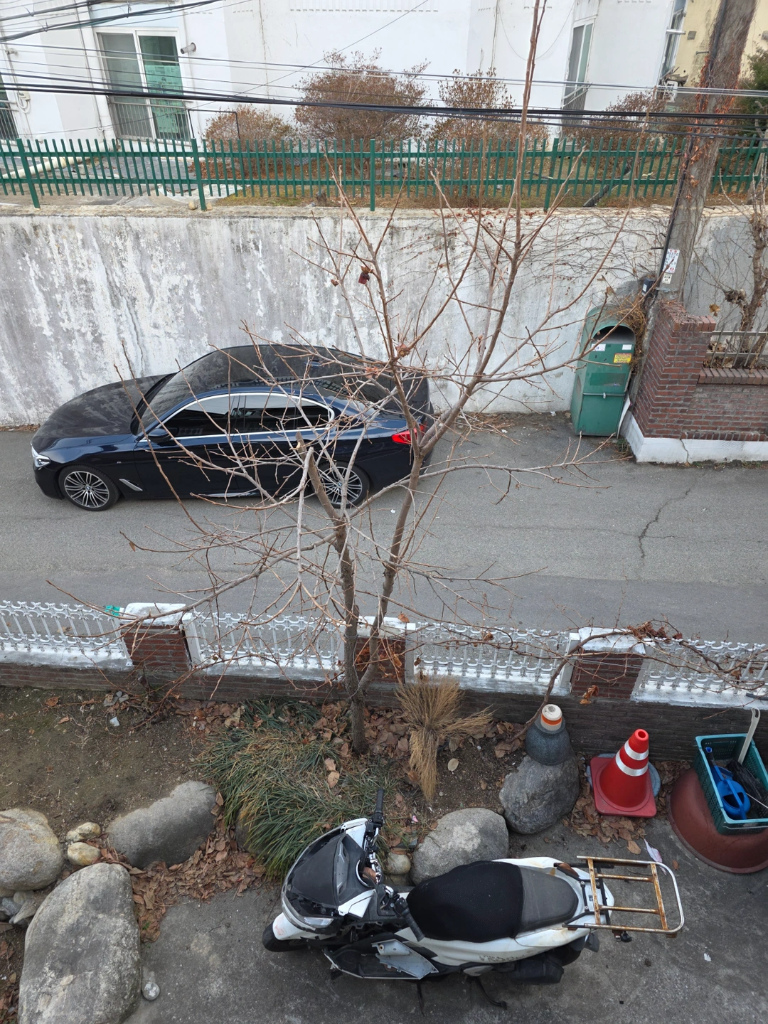 감나무 1그루 전지해주실분