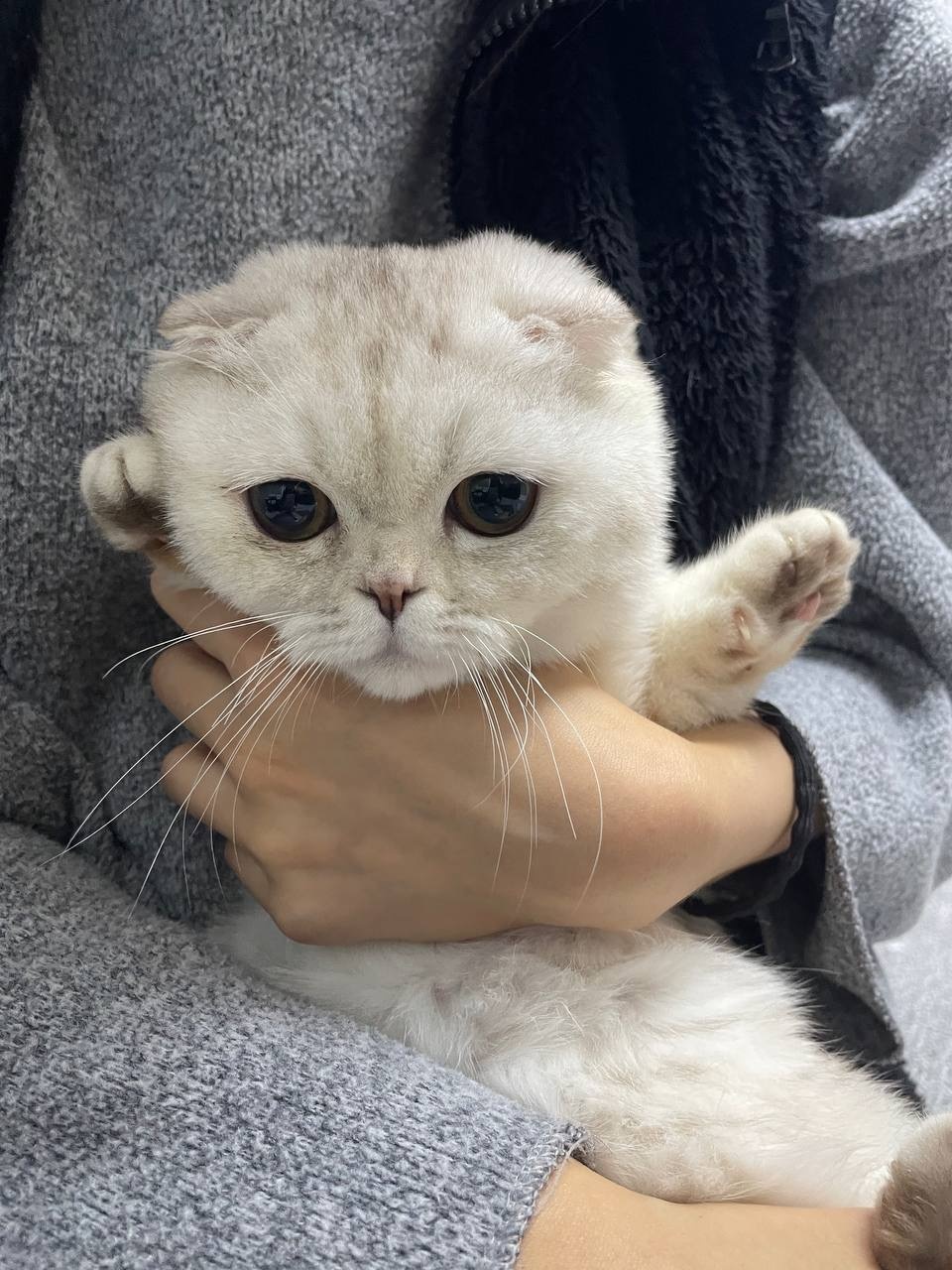 고양이 돌봐주실 분 계실까요? 공고 썸네일