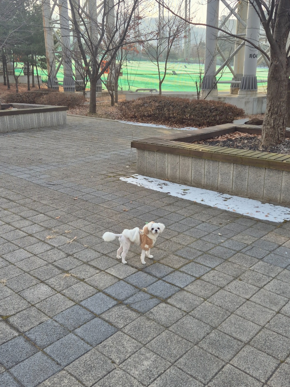 강아지 돌봄 공고 썸네일