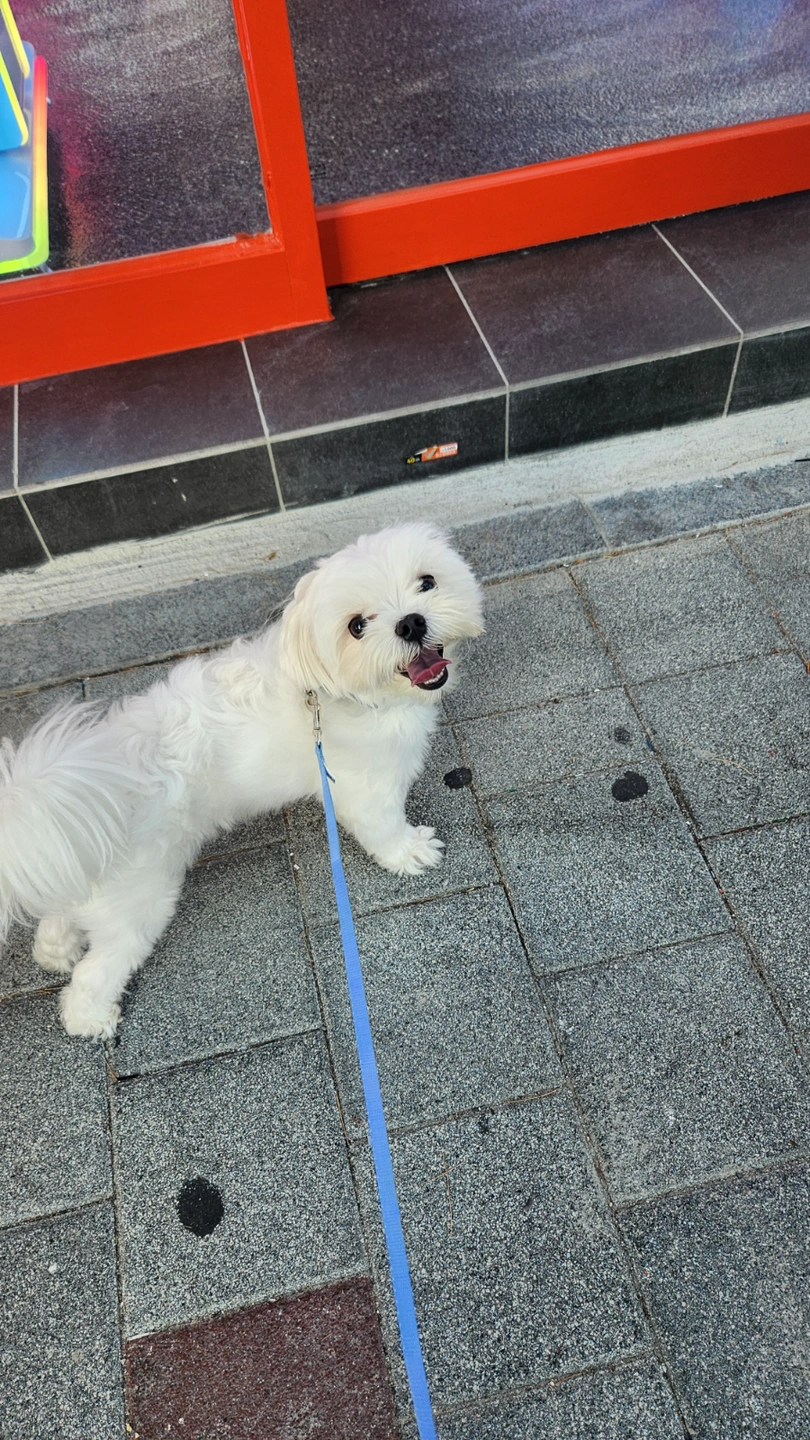 강아지 산책