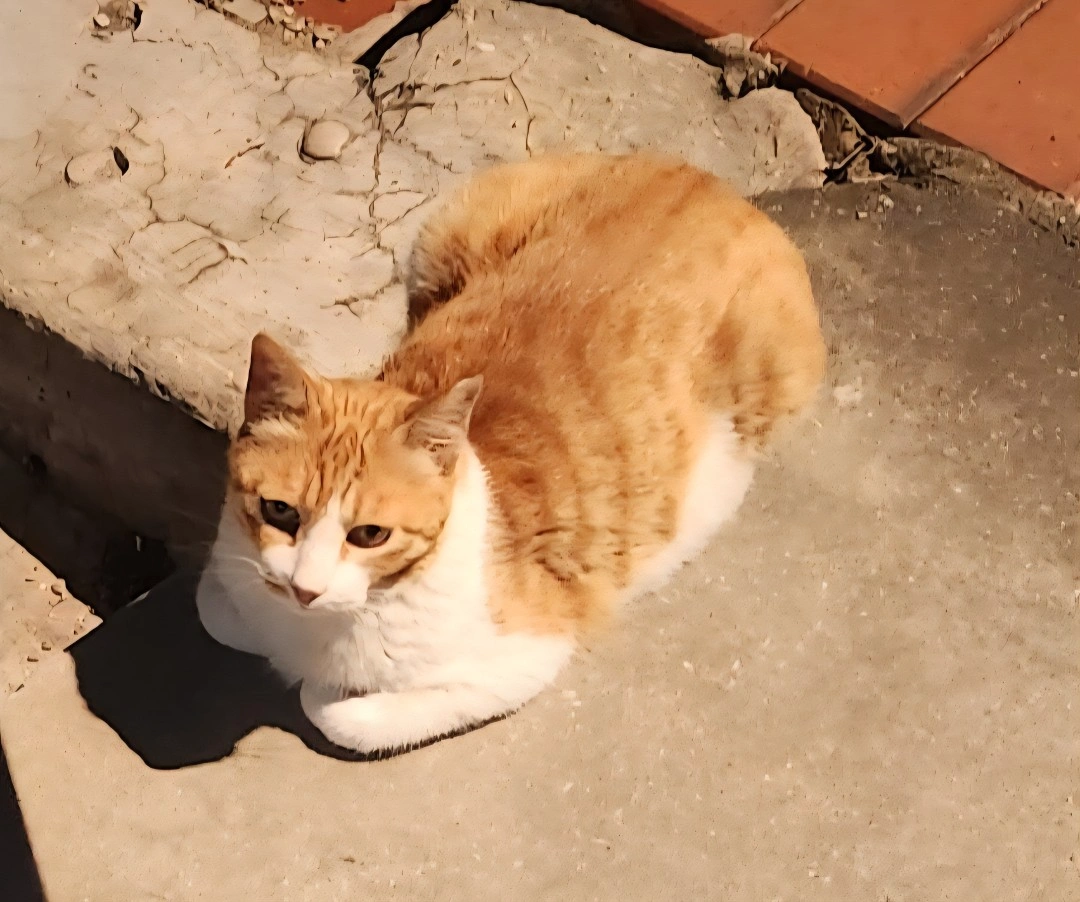 고양이 밥과 물주기
