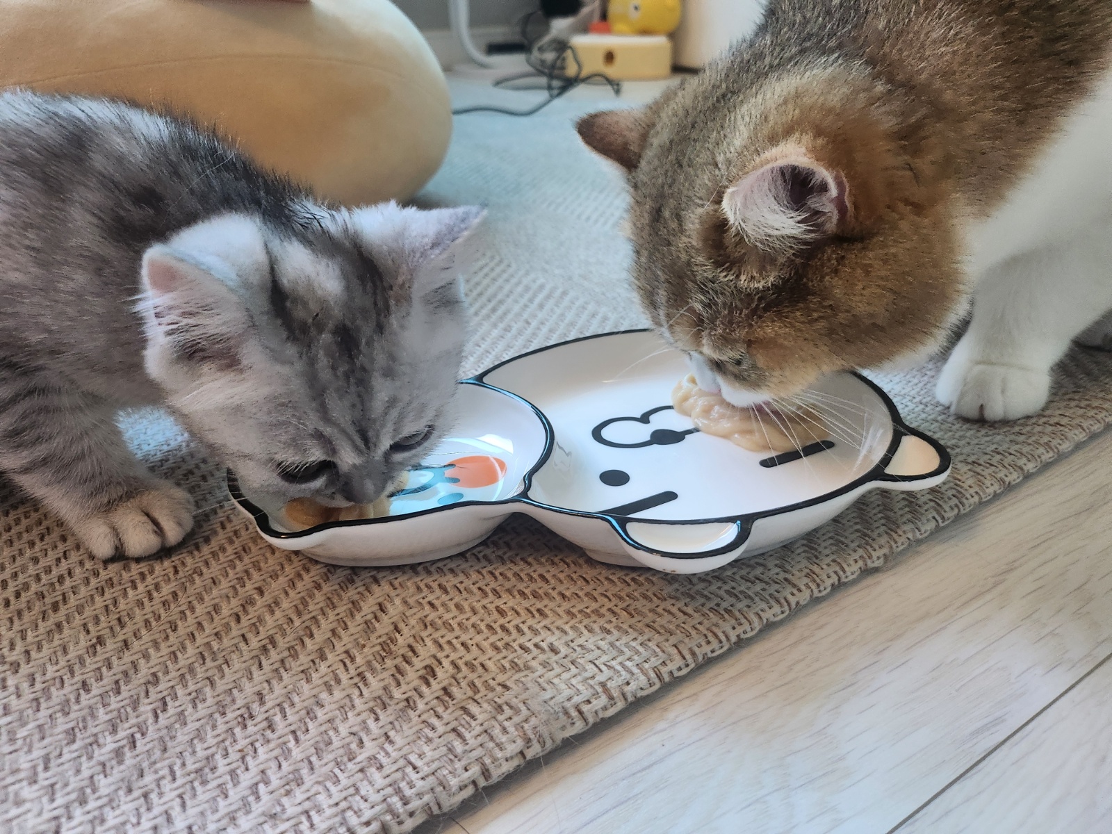 고양이 놀아주기 돌봐주기 1시간 공고 썸네일