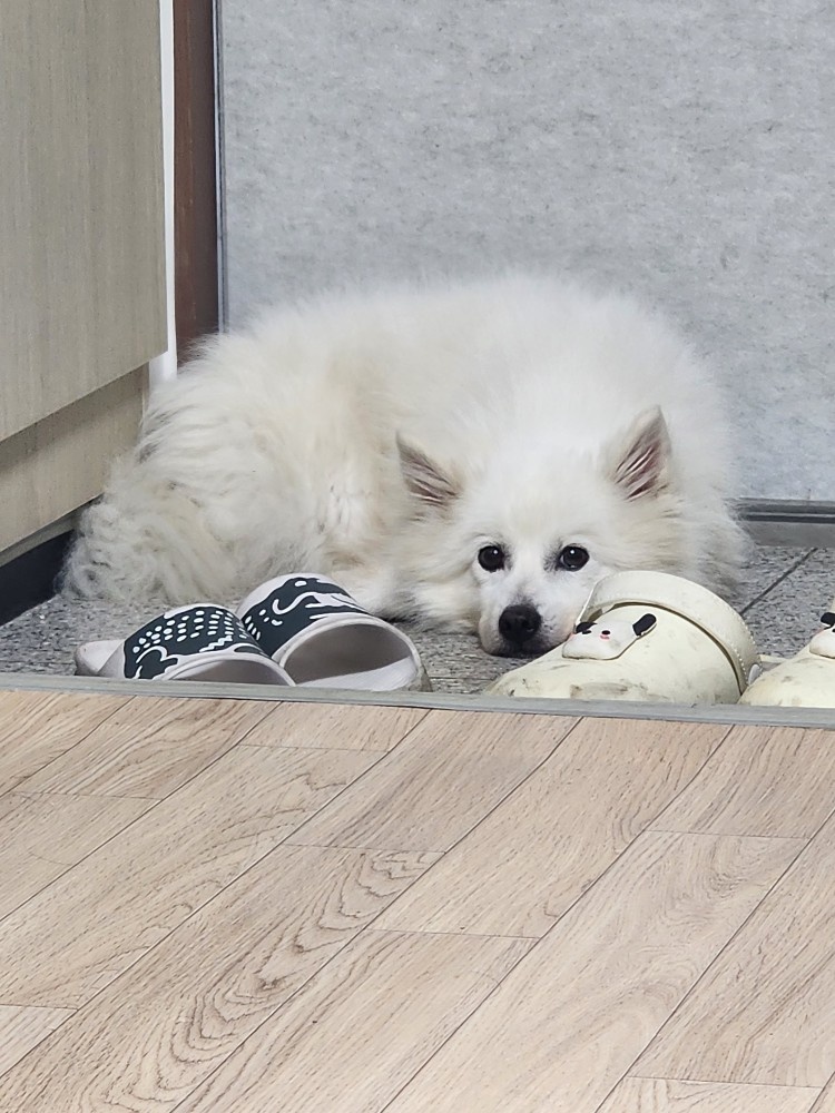강아지 무료로 돌봐주실 분 공고 썸네일