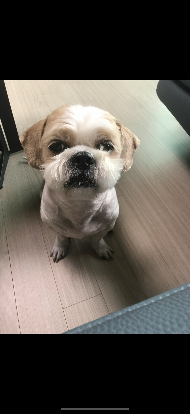 강아지 산책 및 화장실청소 공고 썸네일