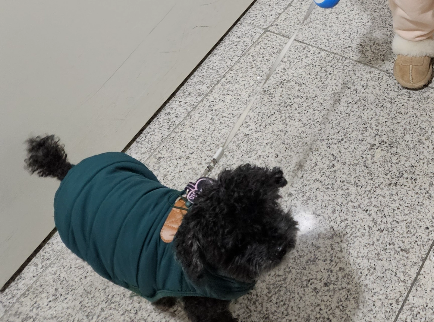10분 강아지 산책 오늘 저녁