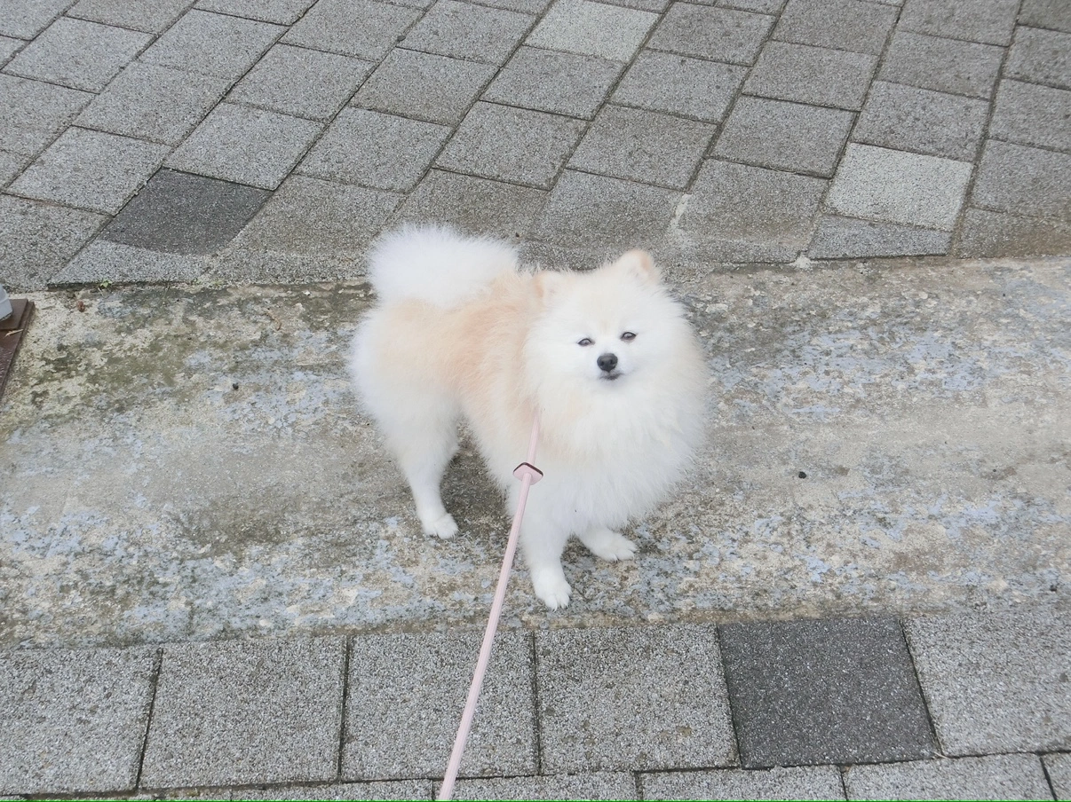 강아지 돌봐주실분