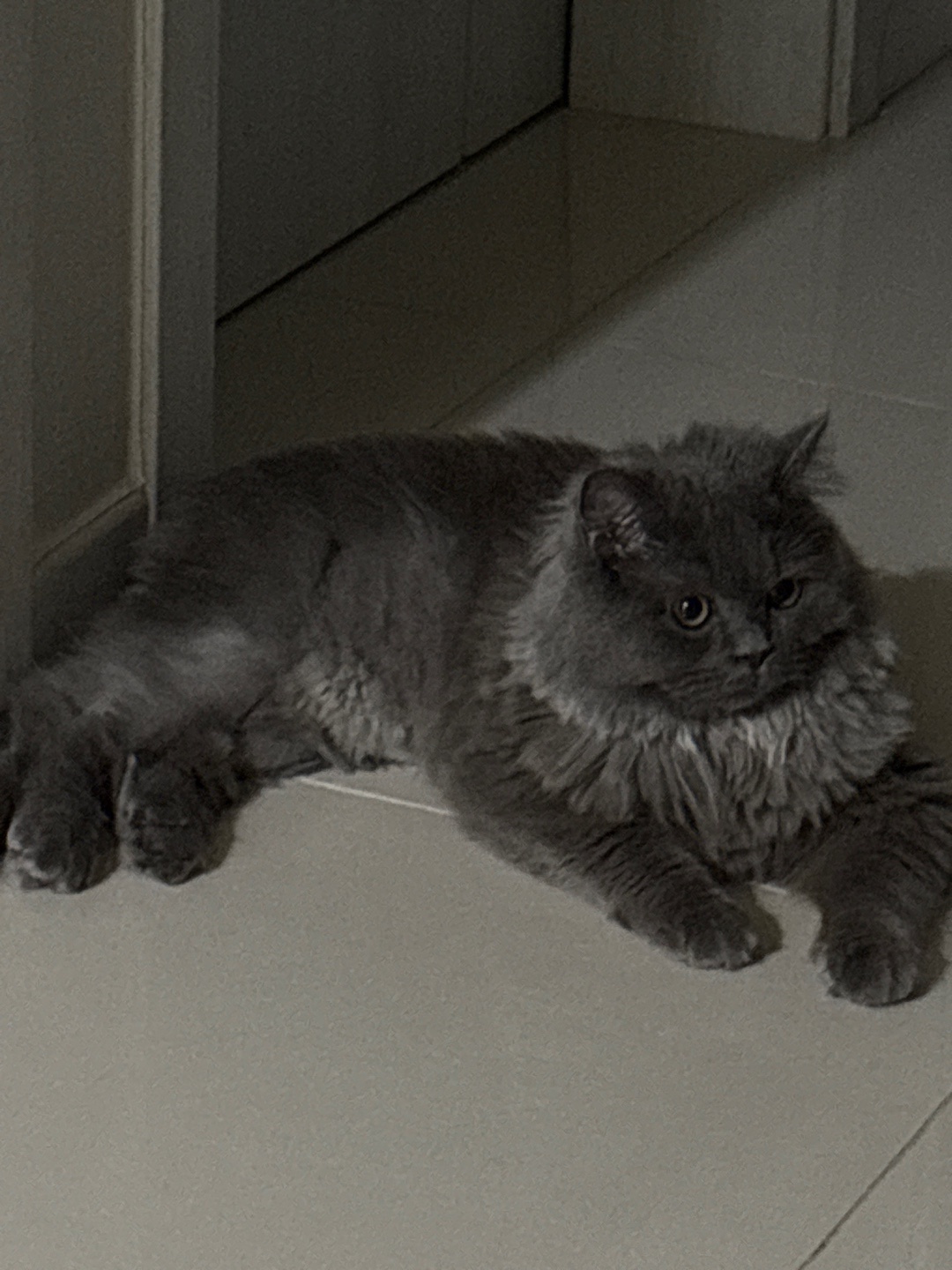 고양이 놀아주기 케어해주기 공고 썸네일