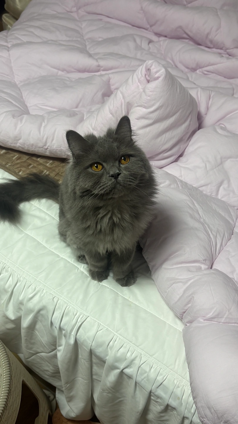 고양이 놀아주기 및 케어