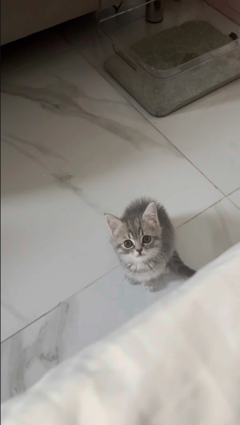 하루 한번 고양이 밥 챙겨주실 분