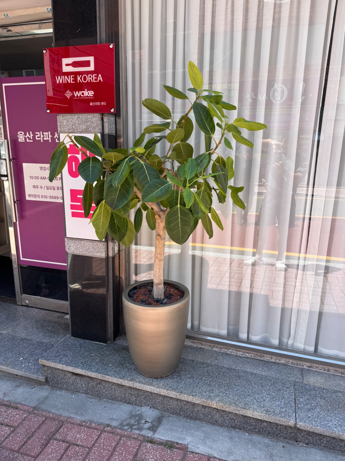 대형 화분 2개 옮겨주실분 공고 썸네일