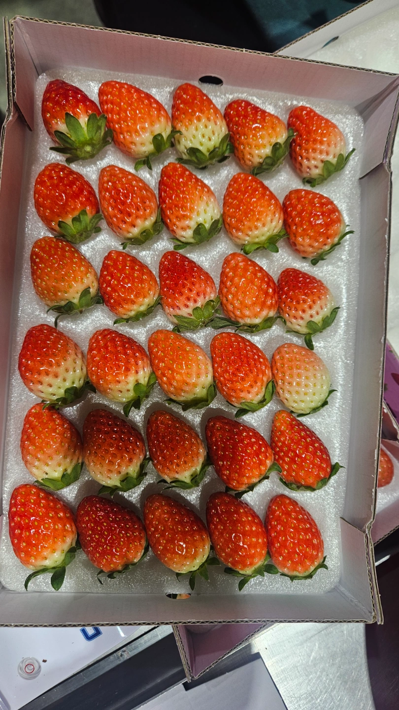 딸기 선별장에서 일하실분 구해요