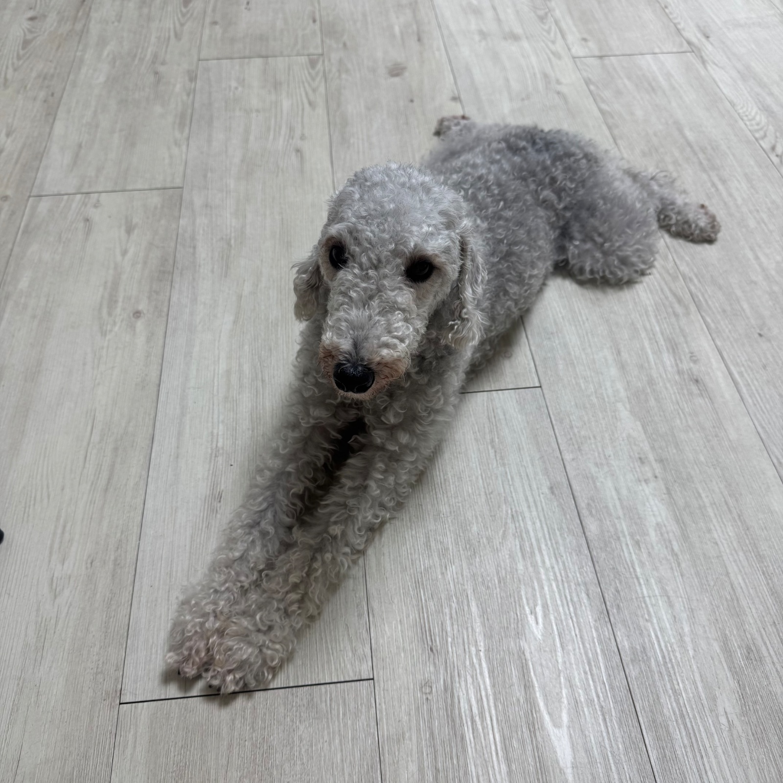 강아지 밥 물 / 화장실 물 껸져주실 분 공고 썸네일