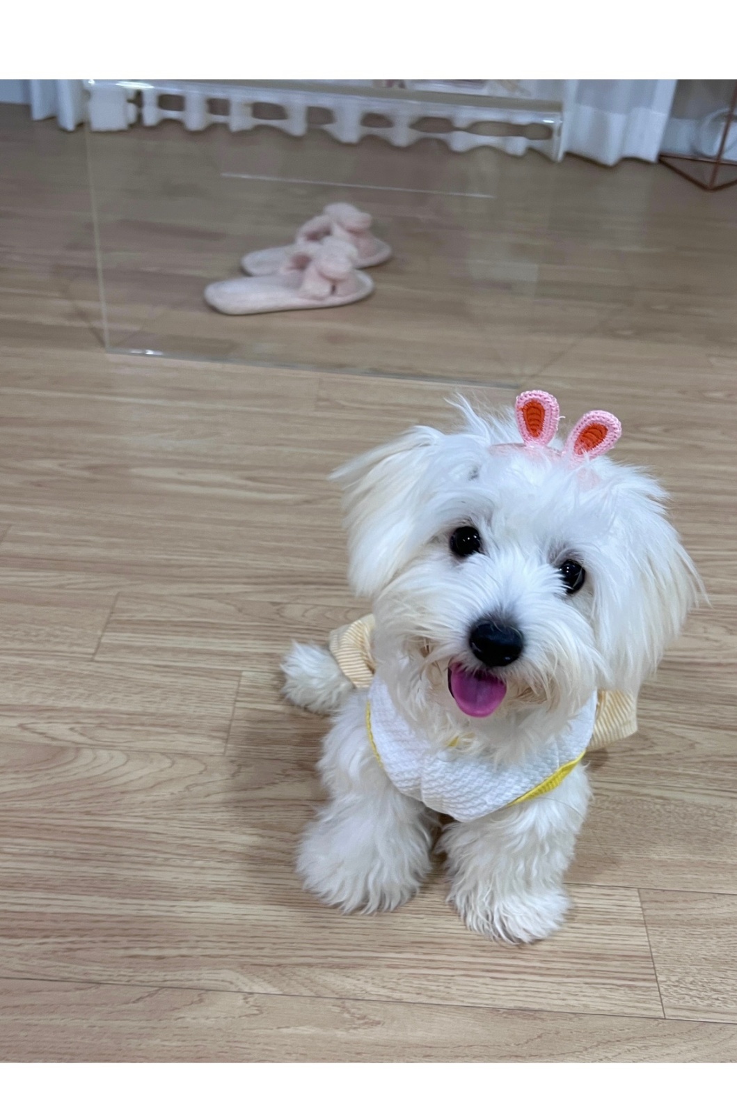 반려견 산책 도우미 구합니다. 공고 썸네일