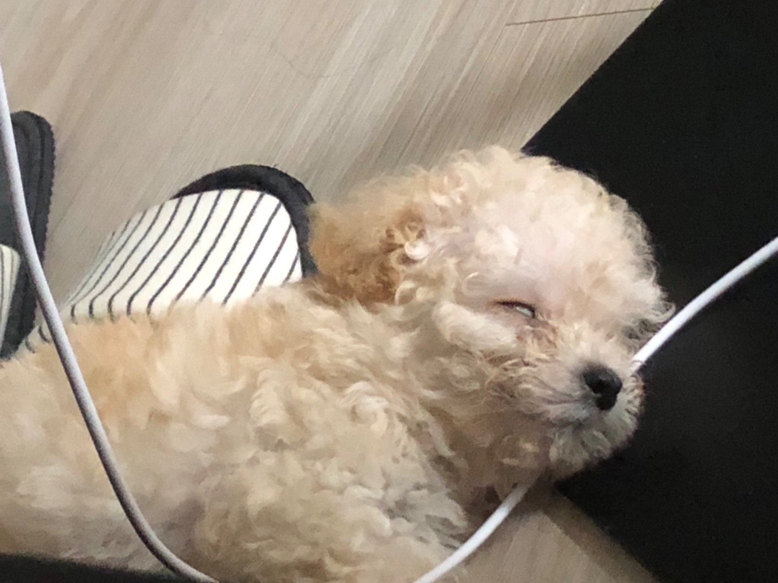 새끼강아지 목욕및 위생미용 가능하신분!! 공고 썸네일