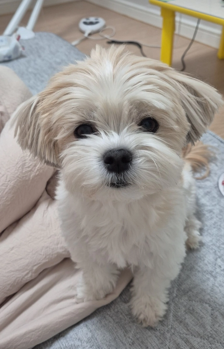 12월 12~15 강아지 돌봐주실분