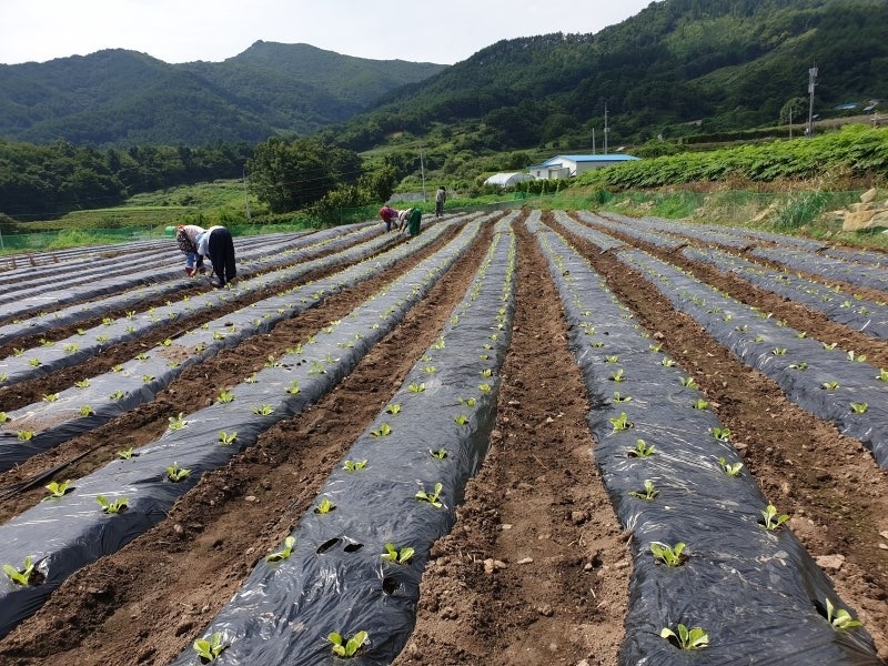 배추 심기 알바! 공고 썸네일