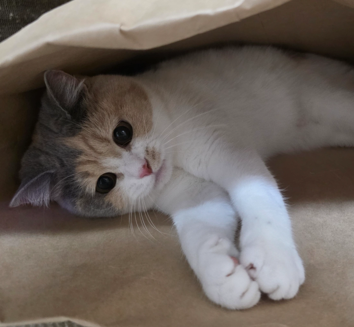 고양이 돌봄
