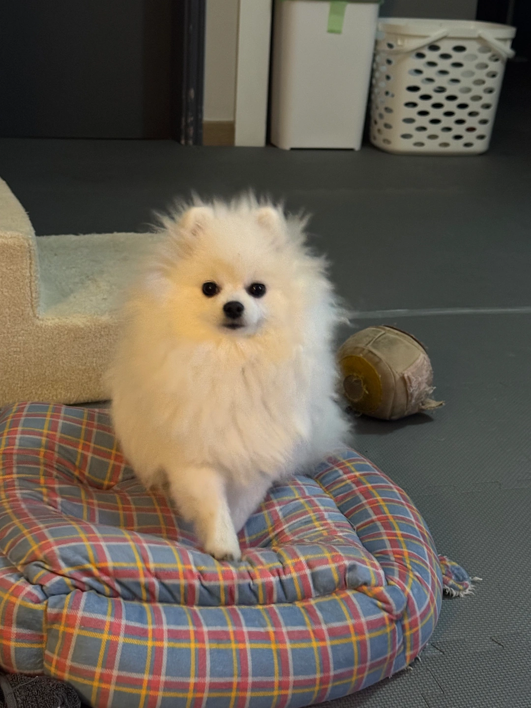 저희집에서 강아지 봐주실분