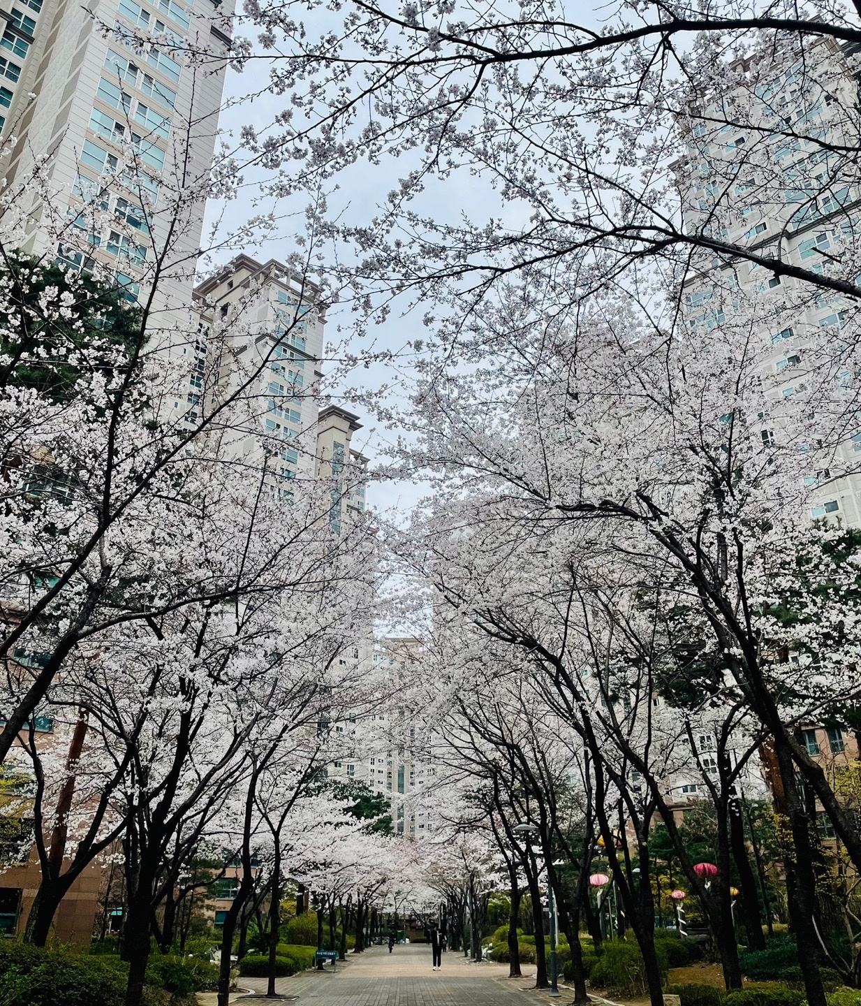 원어민 영어 과외 2주 집중 스펠링, 회화(초2) 공고 썸네일