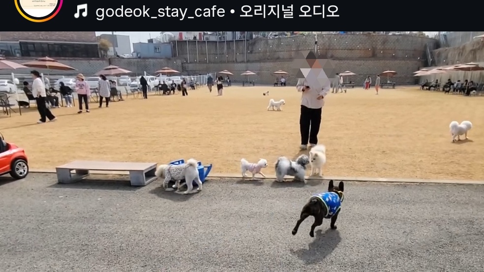 애견미용사 00명 모십니다 공고 썸네일