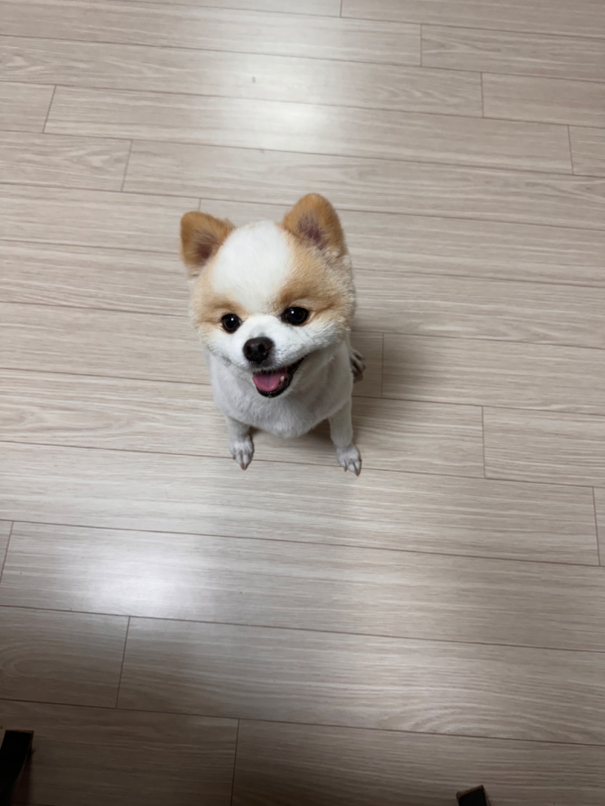 주말동안 강아지 좀 놀아주실 분 !! 공고 썸네일
