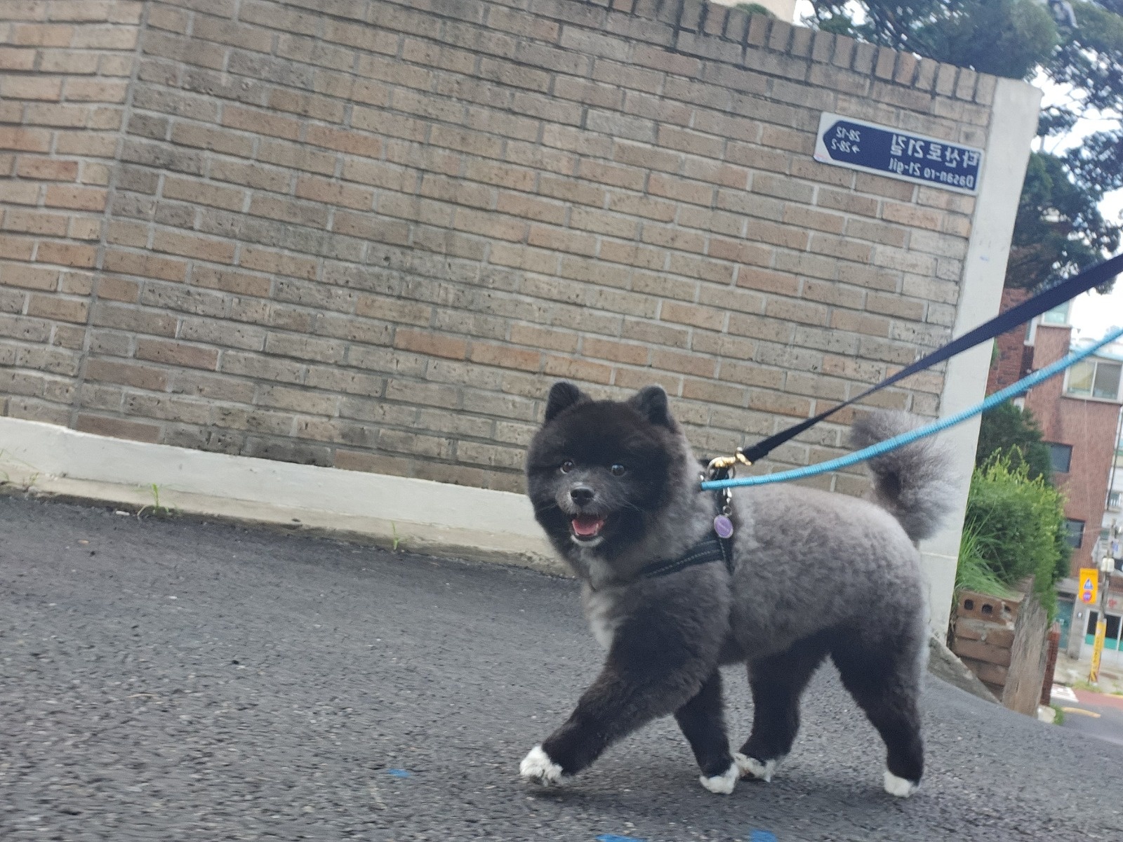 강아지 산책알바구함 공고 썸네일