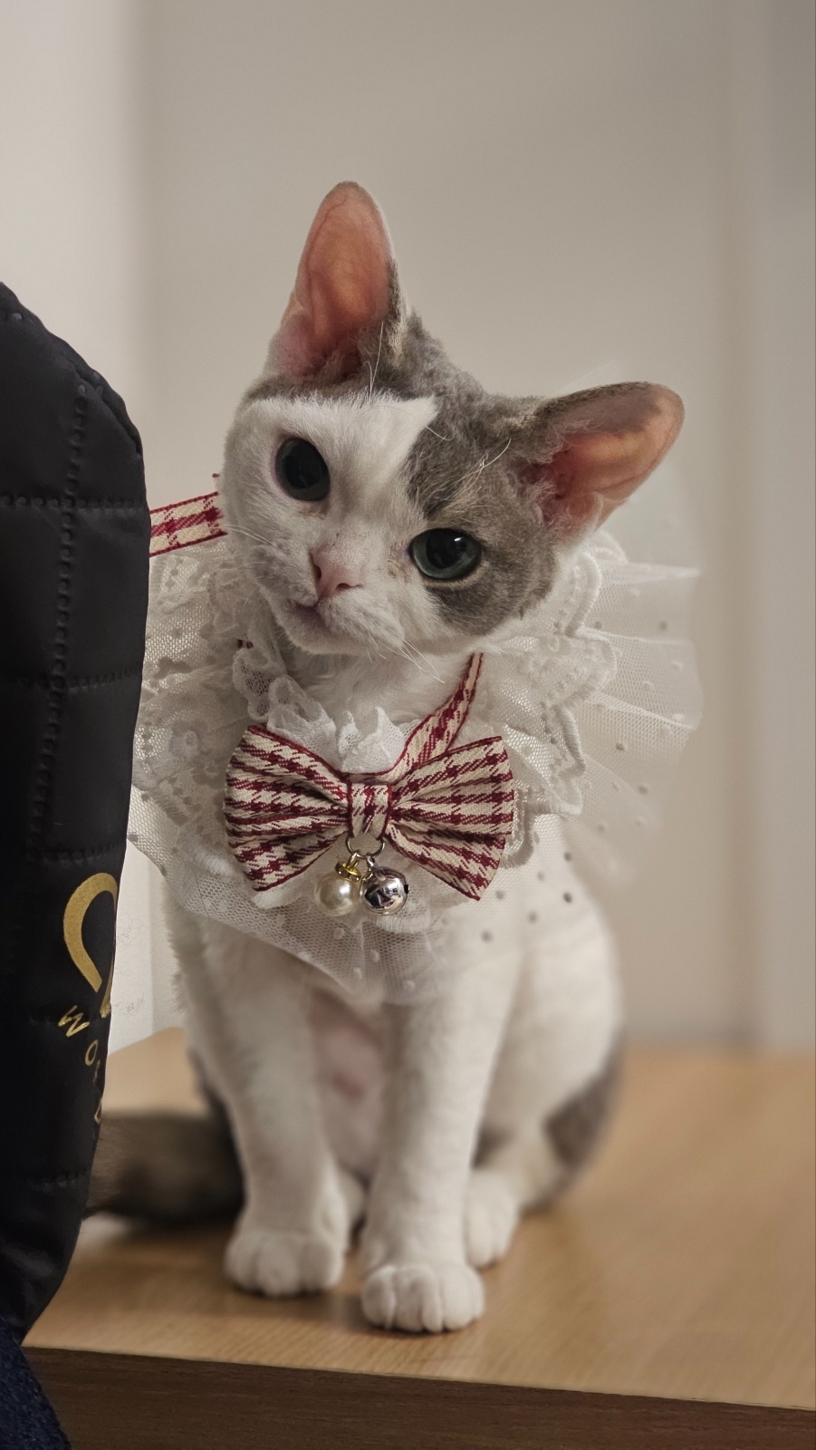 고양이 여아 8월 13~15 2박 3일 탁묘처 구해요 공고 썸네일