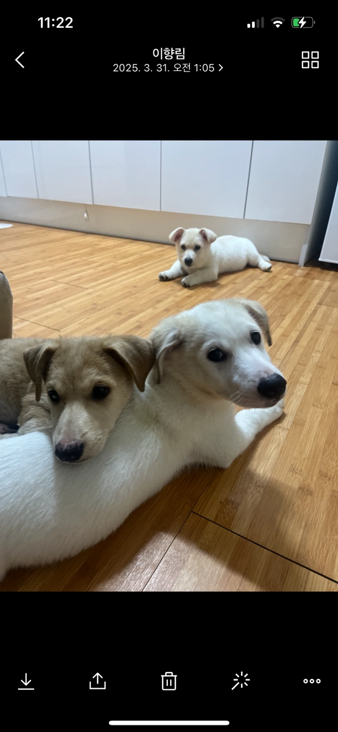 강아지 산책
