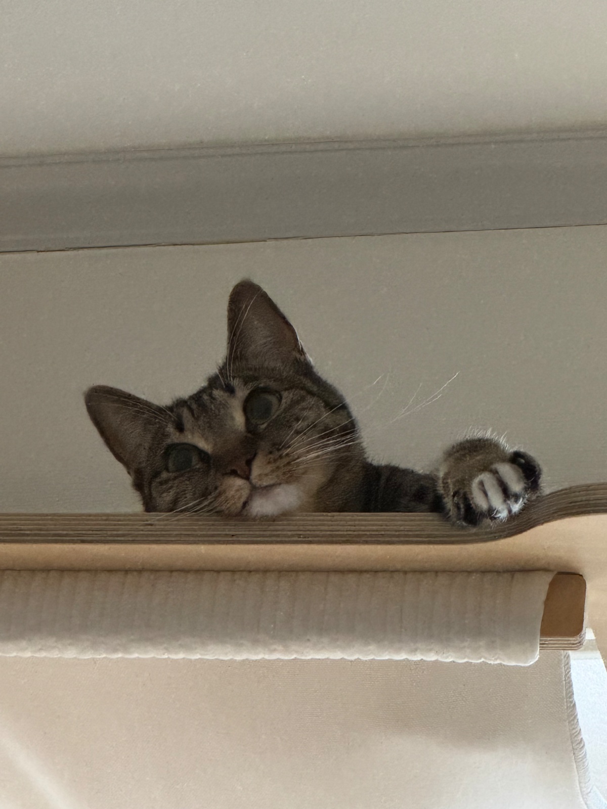 반려동물 돌봄 고양이 돌봐주실 분 ! 공고 썸네일