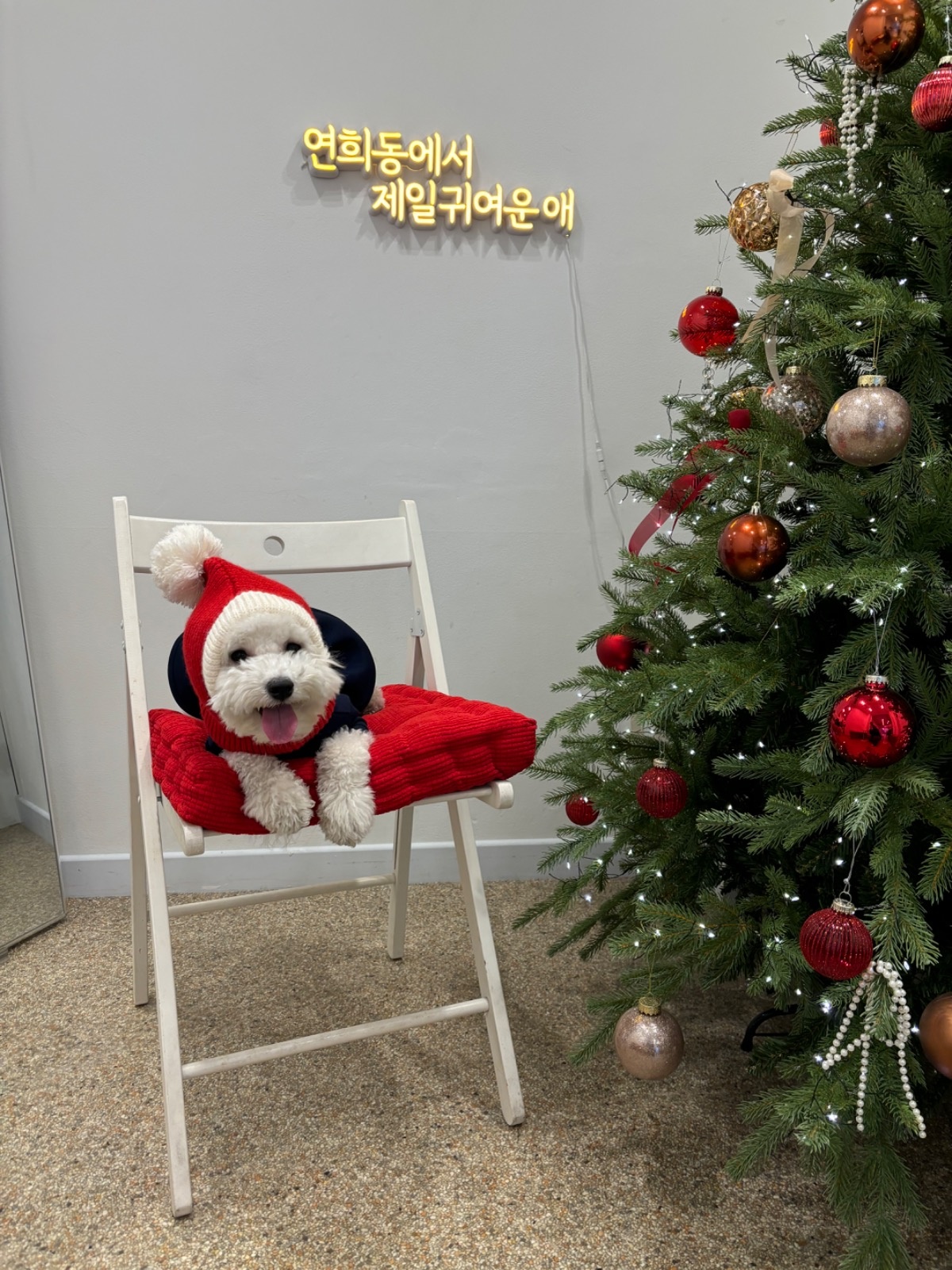 강아지 케어 알바 구해요 ! 공고 썸네일