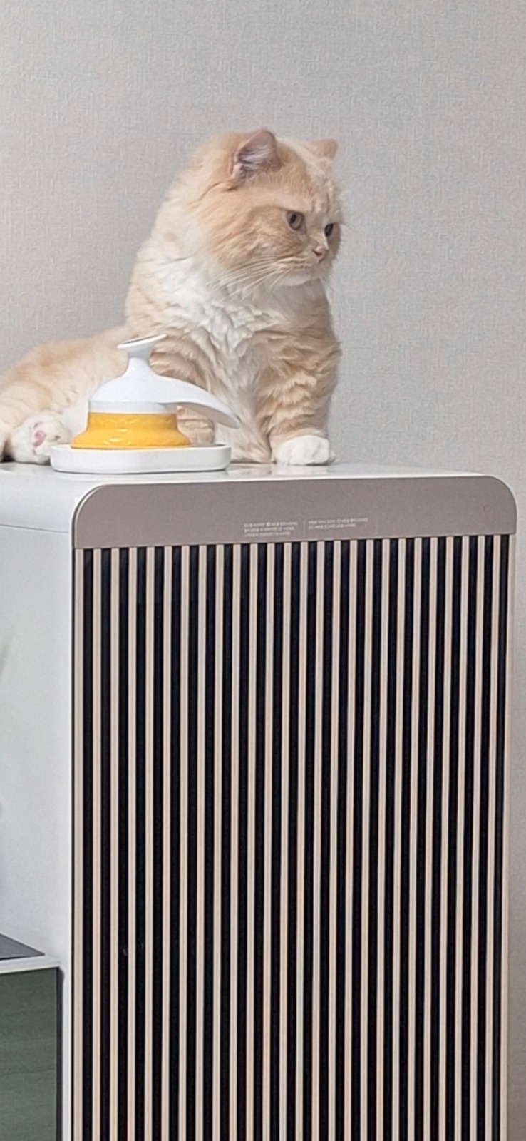 반려동물(고양이, 남아) 공고 썸네일
