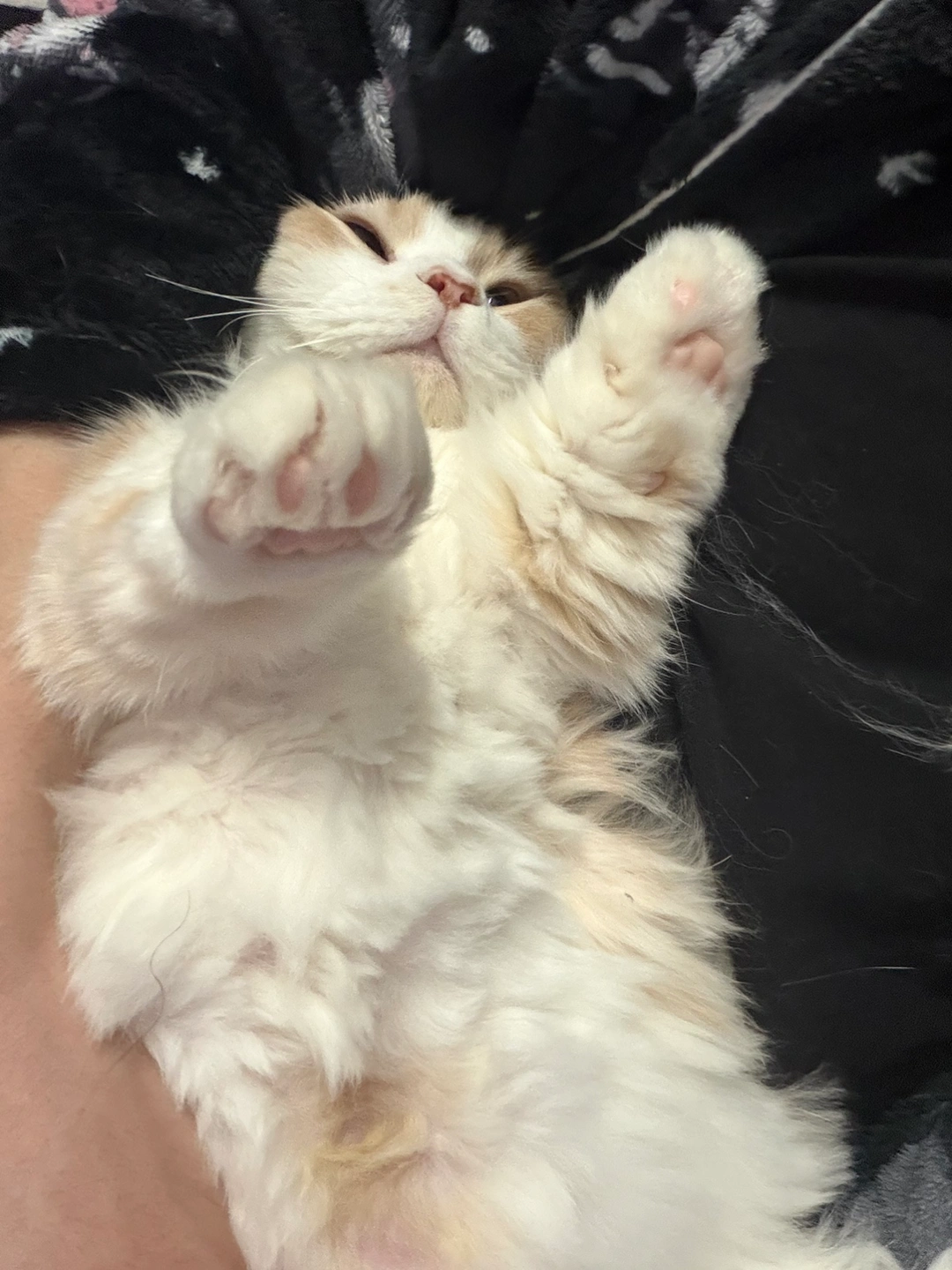 고양이 두마리 밥 물 화장실청소